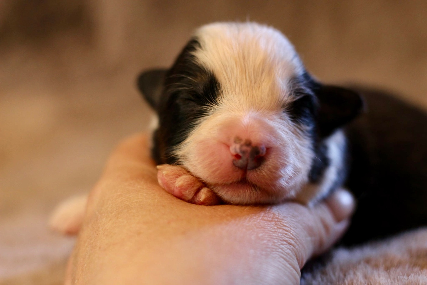 Du Petit Mont D'éden - Chiots disponibles - Berger Australien