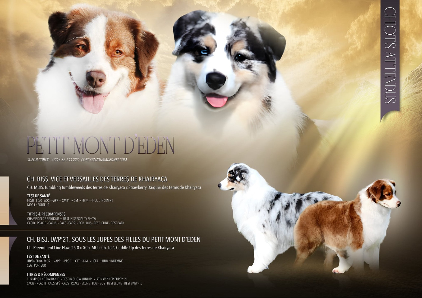 Du Petit Mont D'éden - Berger Australien - Portée née le 16/04/2026