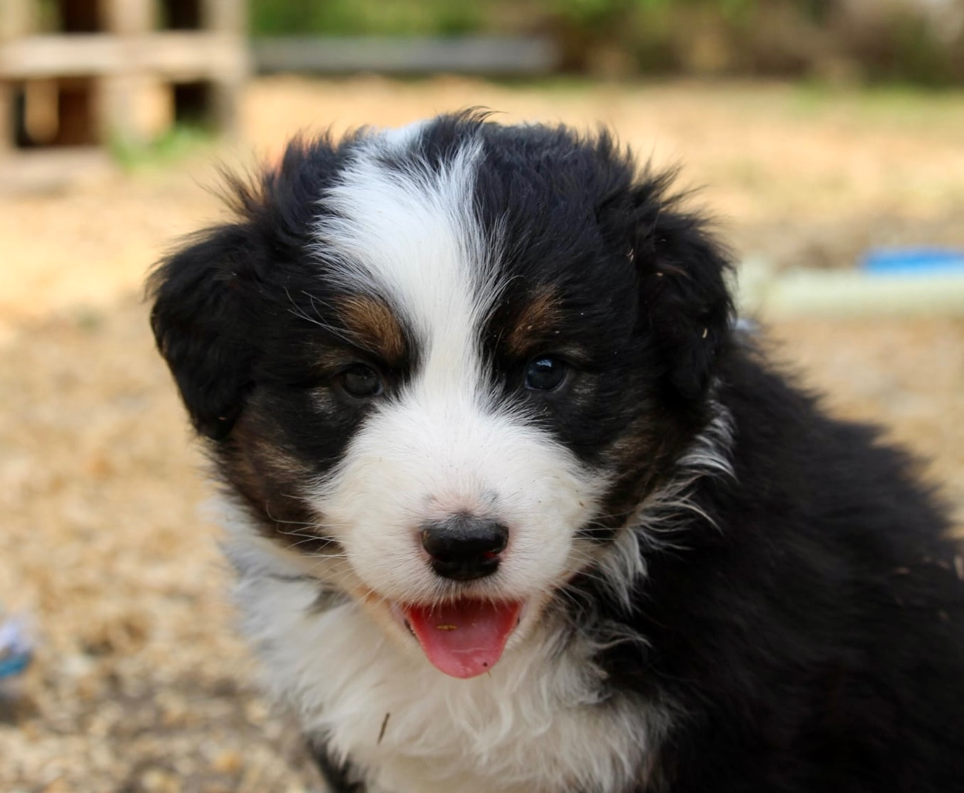 Du Petit Mont D'éden - Chiots disponibles - Berger Australien