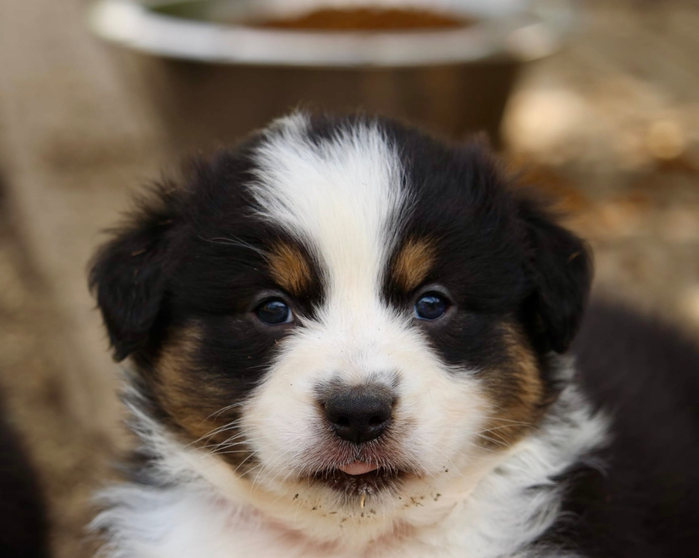 Du Petit Mont D'éden - Chiots disponibles - Berger Australien