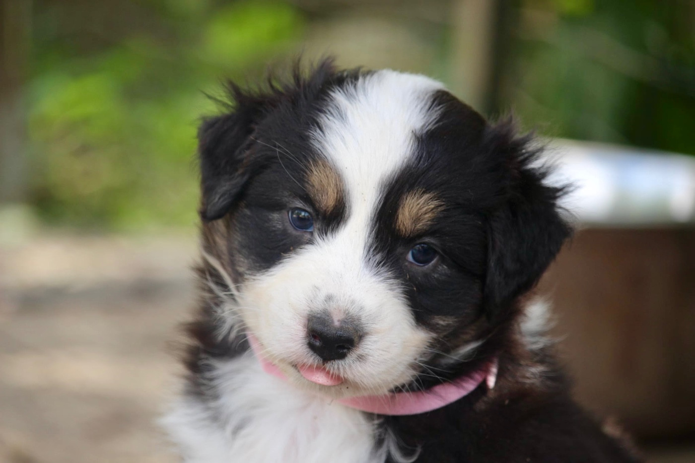 Du Petit Mont D'éden - Chiots disponibles - Berger Australien