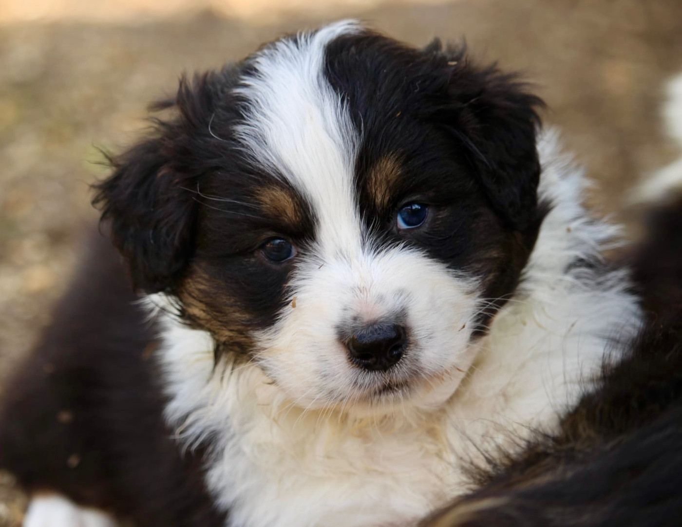 Du Petit Mont D'éden - Chiots disponibles - Berger Australien
