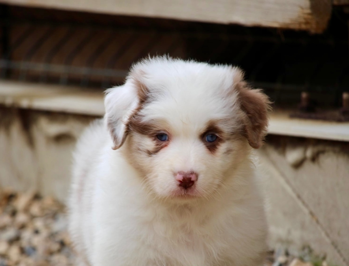 Du Petit Mont D'éden - Chiots disponibles - Berger Australien
