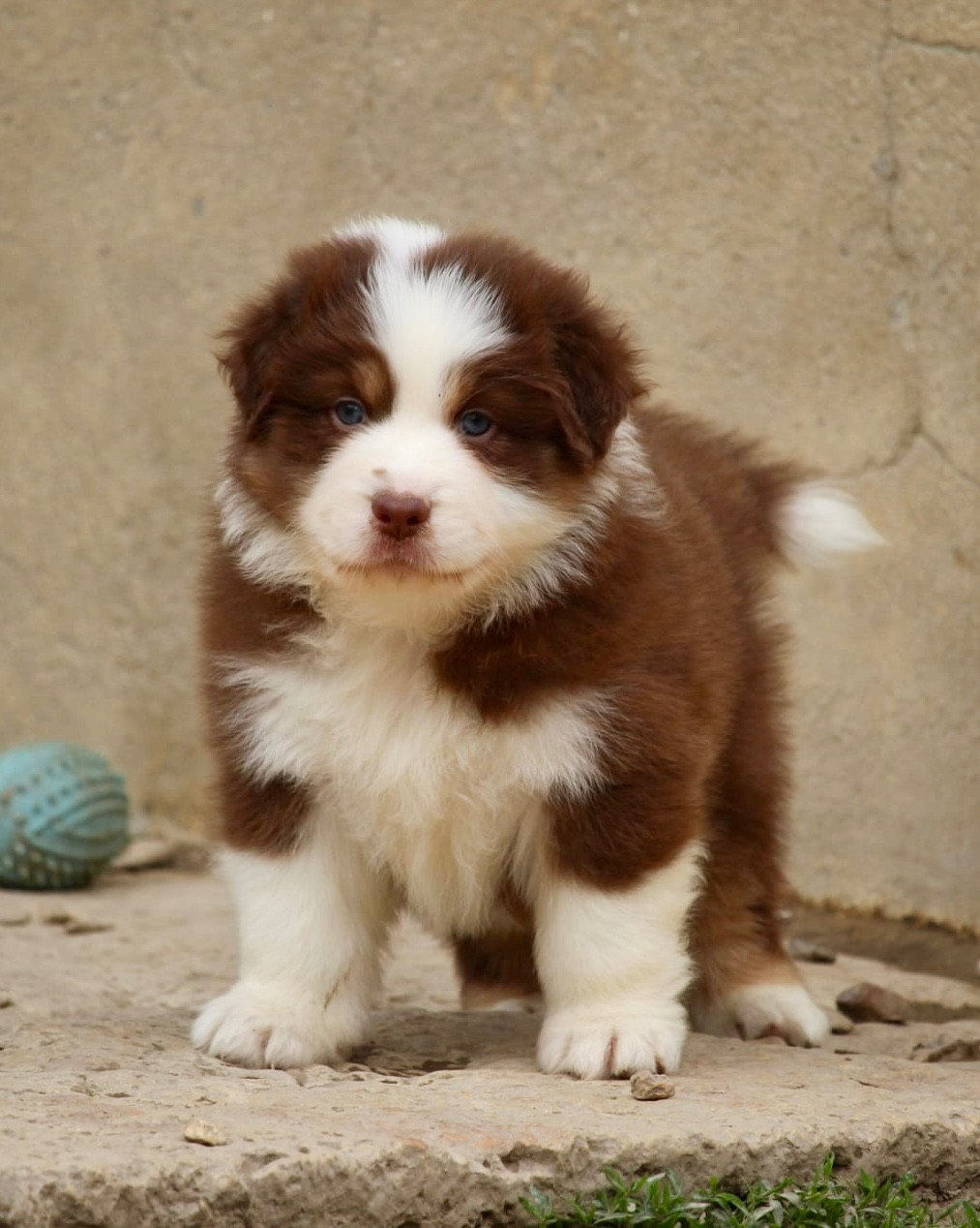 Du Petit Mont D'éden - Chiots disponibles - Berger Australien