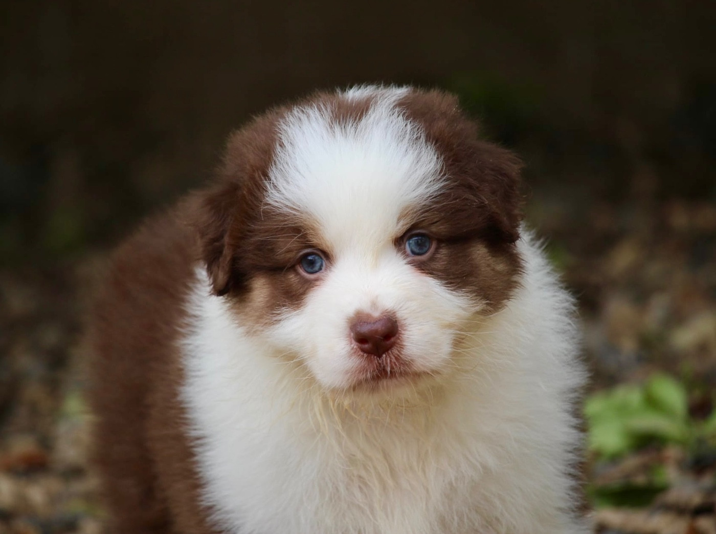 Du Petit Mont D'éden - Chiots disponibles - Berger Australien