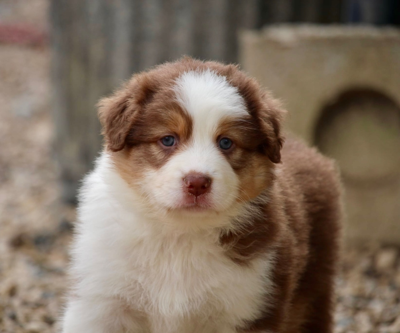 Du Petit Mont D'éden - Chiots disponibles - Berger Australien