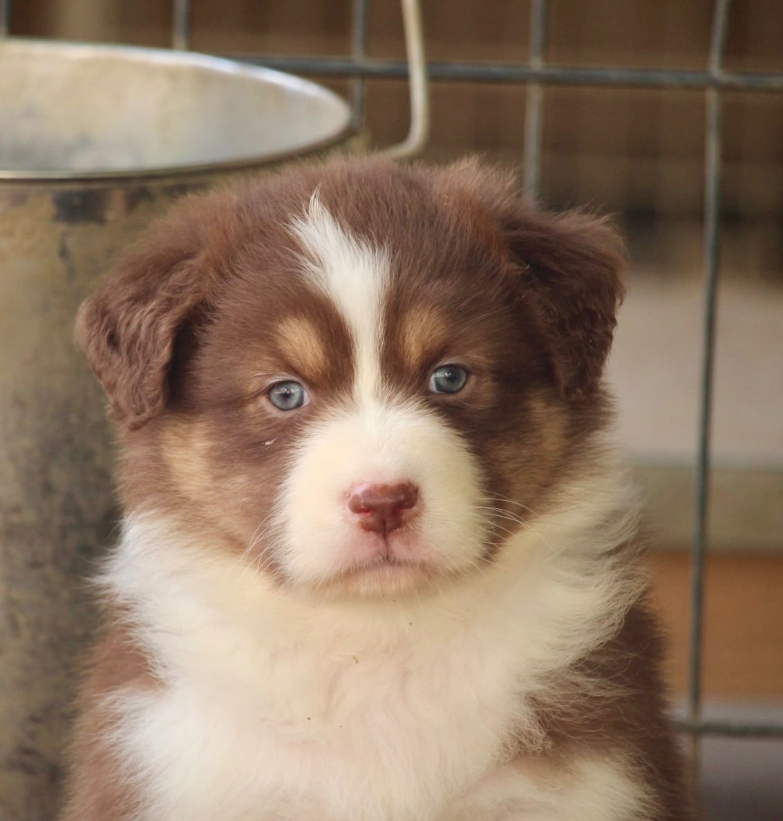 Du Petit Mont D'éden - Chiots disponibles - Berger Australien