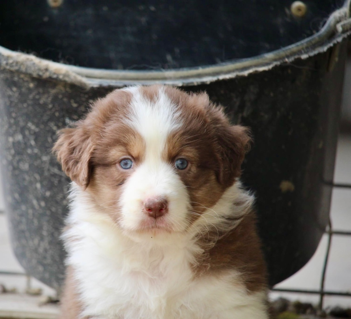 Du Petit Mont D'éden - Chiots disponibles - Berger Australien