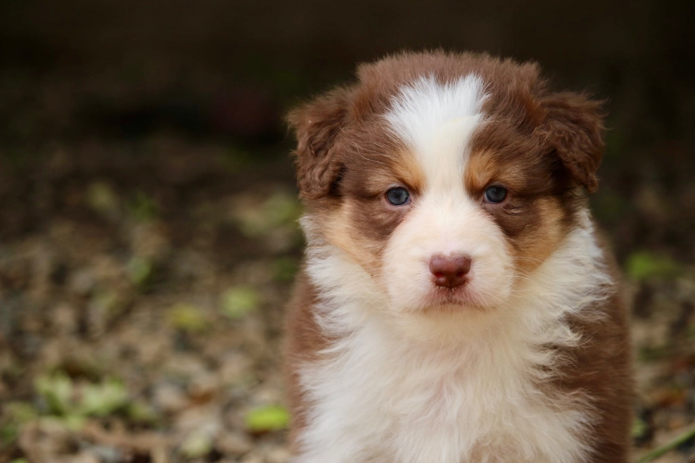 Du Petit Mont D'éden - Chiots disponibles - Berger Australien