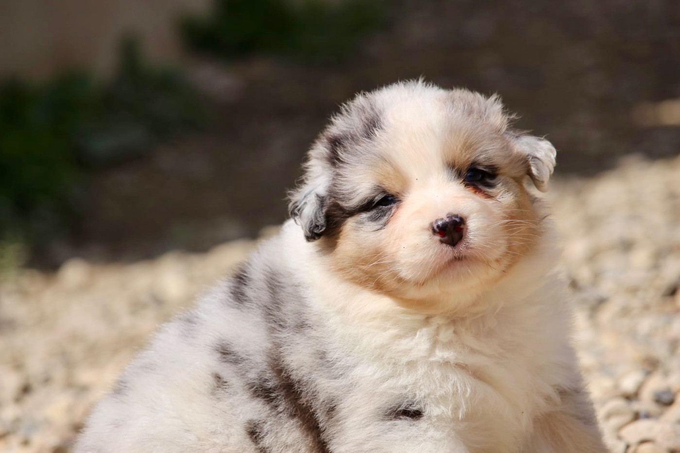 Du Petit Mont D'éden - Chiots disponibles - Berger Australien