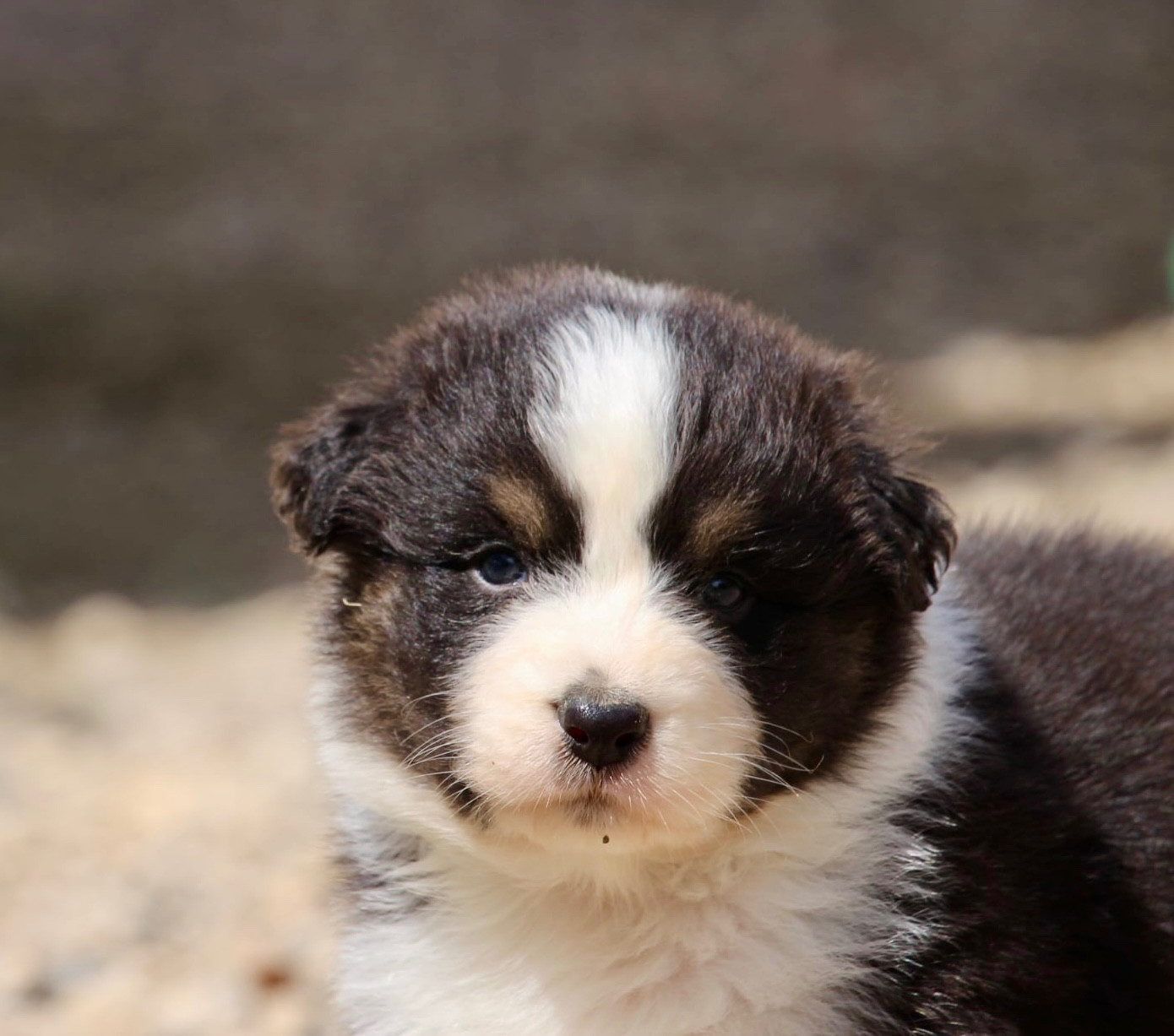 Du Petit Mont D'éden - Chiots disponibles - Berger Australien