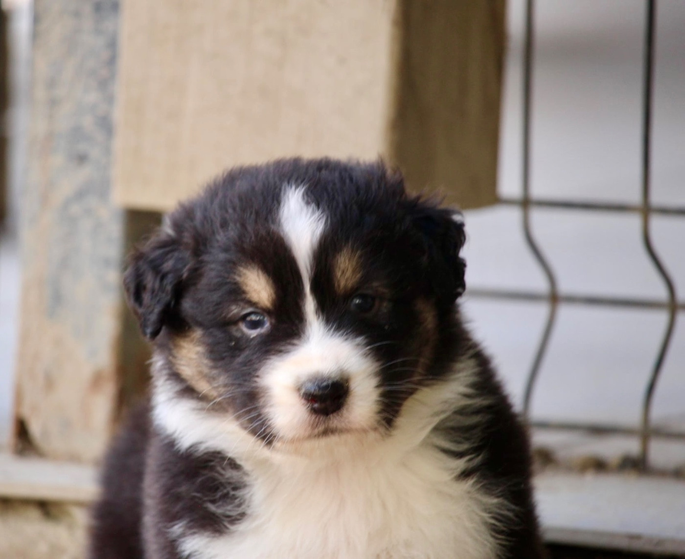 Du Petit Mont D'éden - Chiots disponibles - Berger Australien