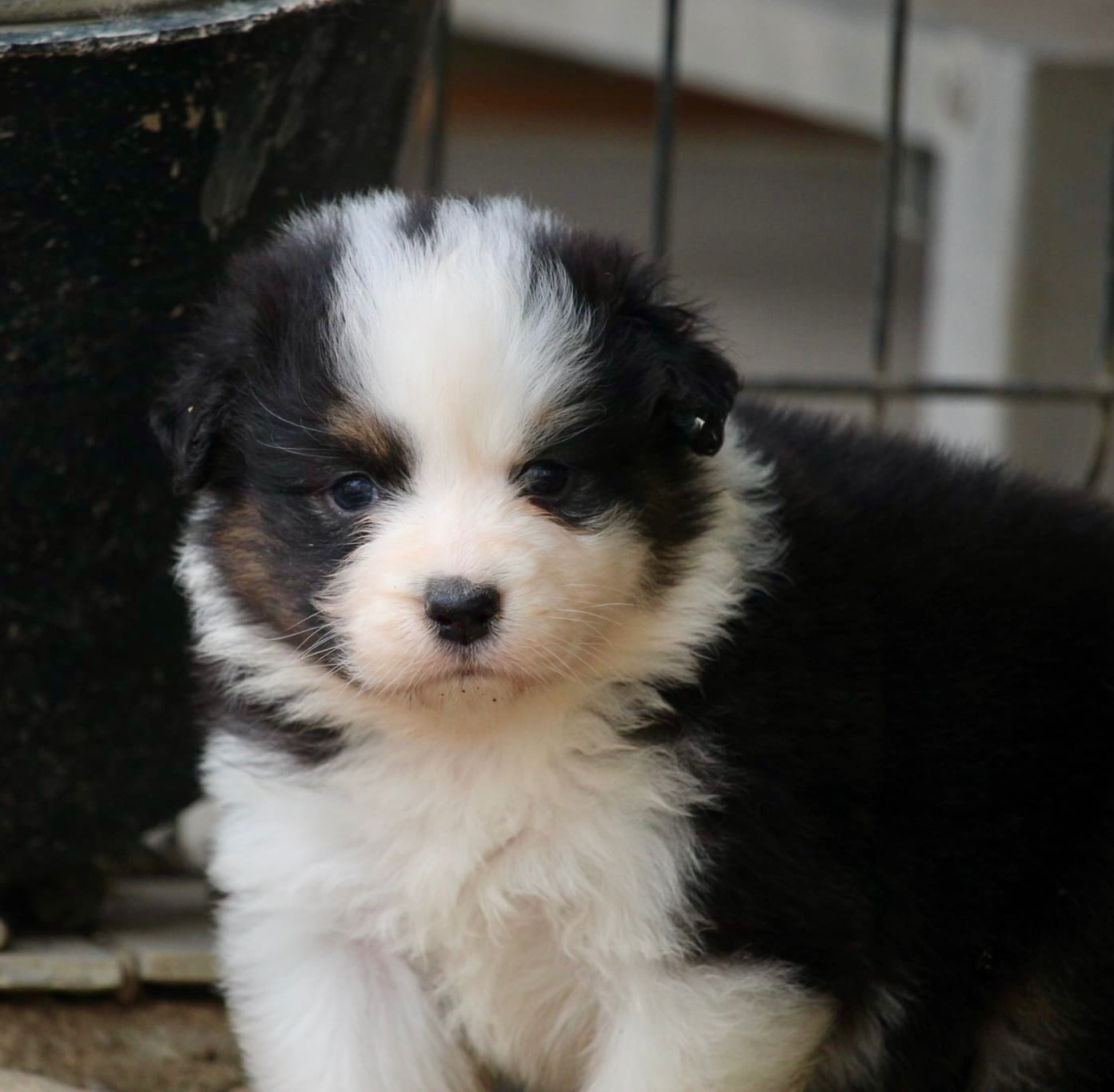 Du Petit Mont D'éden - Chiots disponibles - Berger Australien