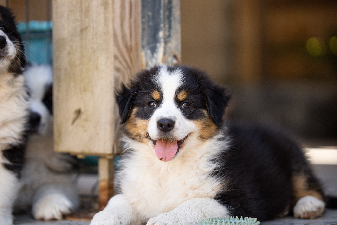 Du Petit Mont D'éden - Chiots disponibles - Berger Australien