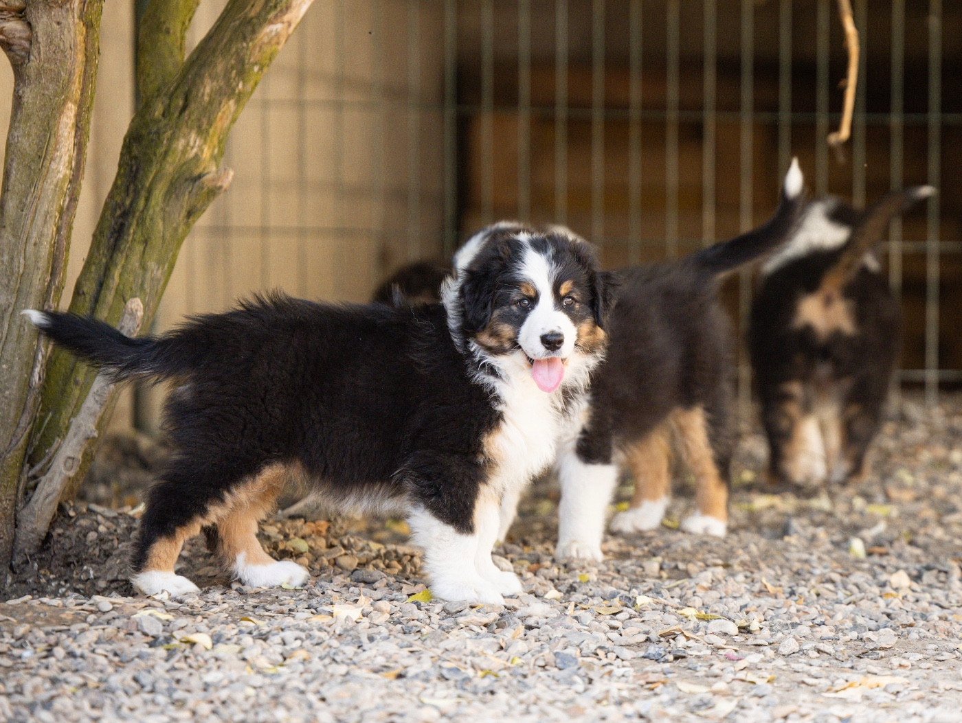 Du Petit Mont D'éden - Chiots disponibles - Berger Australien
