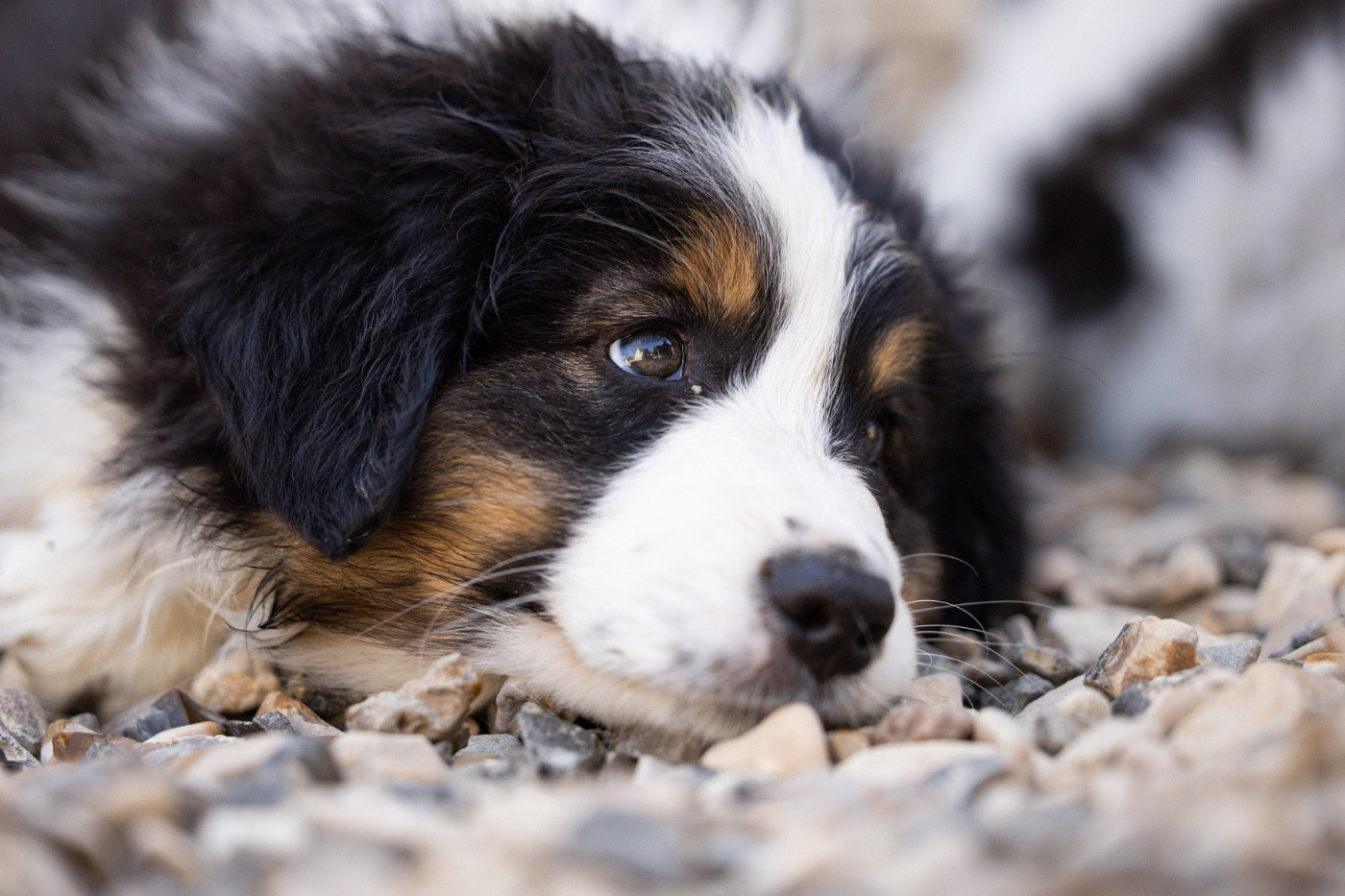Du Petit Mont D'éden - Chiots disponibles - Berger Australien