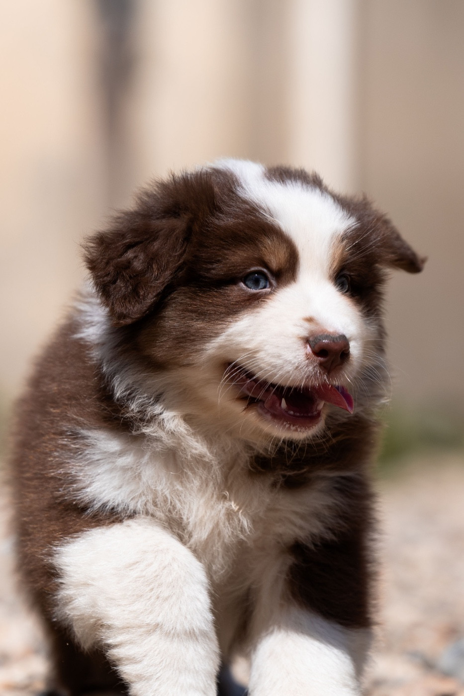 Du Petit Mont D'éden - Chiots disponibles - Berger Australien