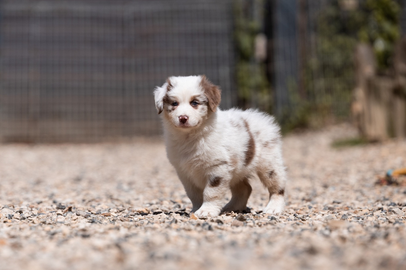 Du Petit Mont D'éden - Chiots disponibles - Berger Australien