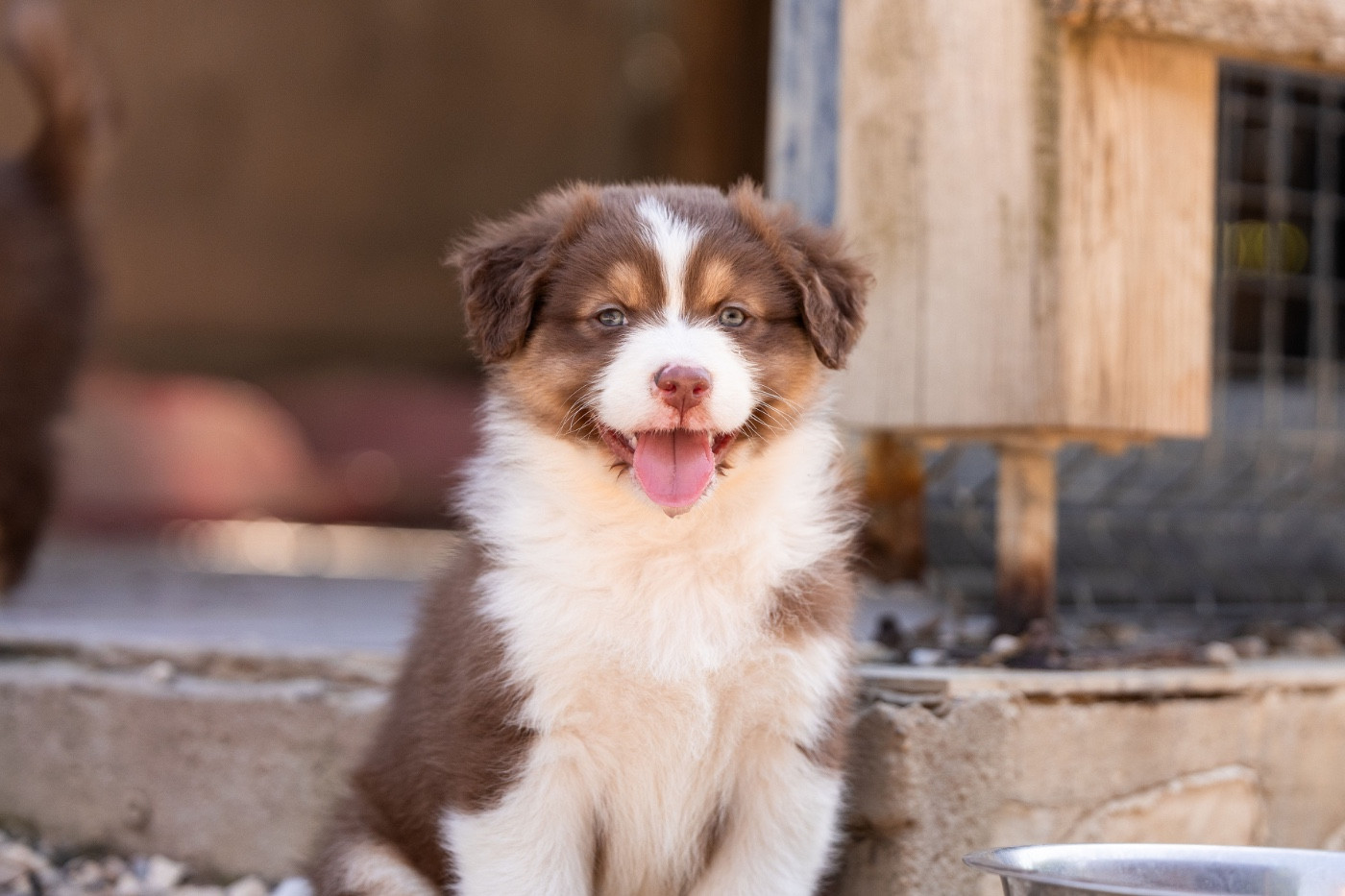 Du Petit Mont D'éden - Chiots disponibles - Berger Australien