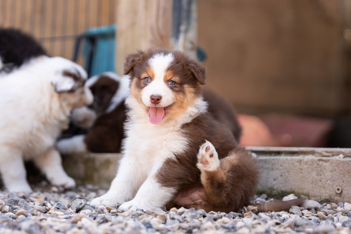 Du Petit Mont D'éden - Chiots disponibles - Berger Australien