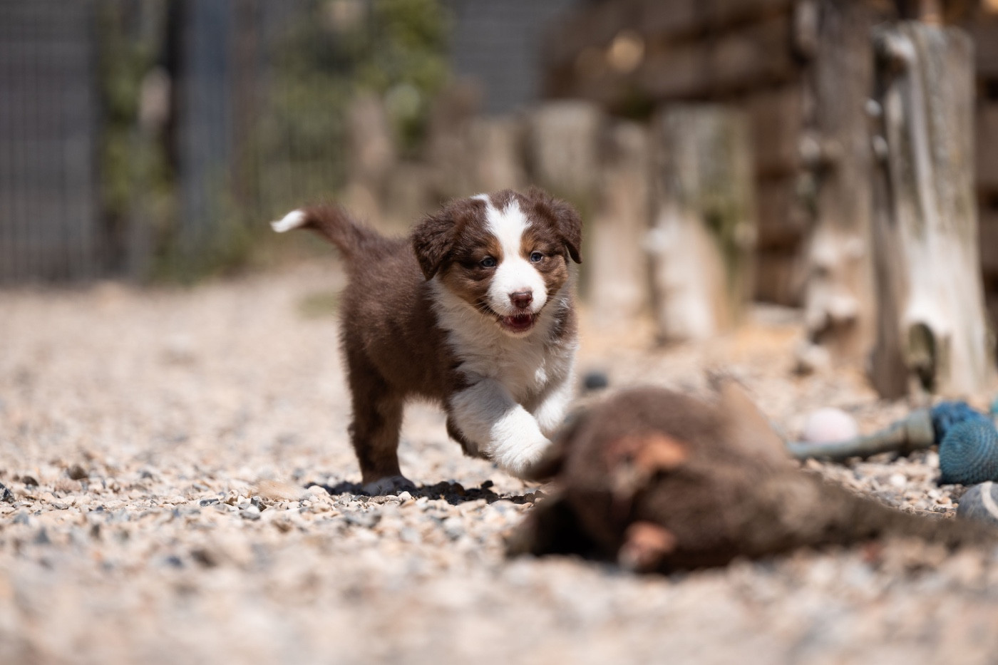 Du Petit Mont D'éden - Chiots disponibles - Berger Australien