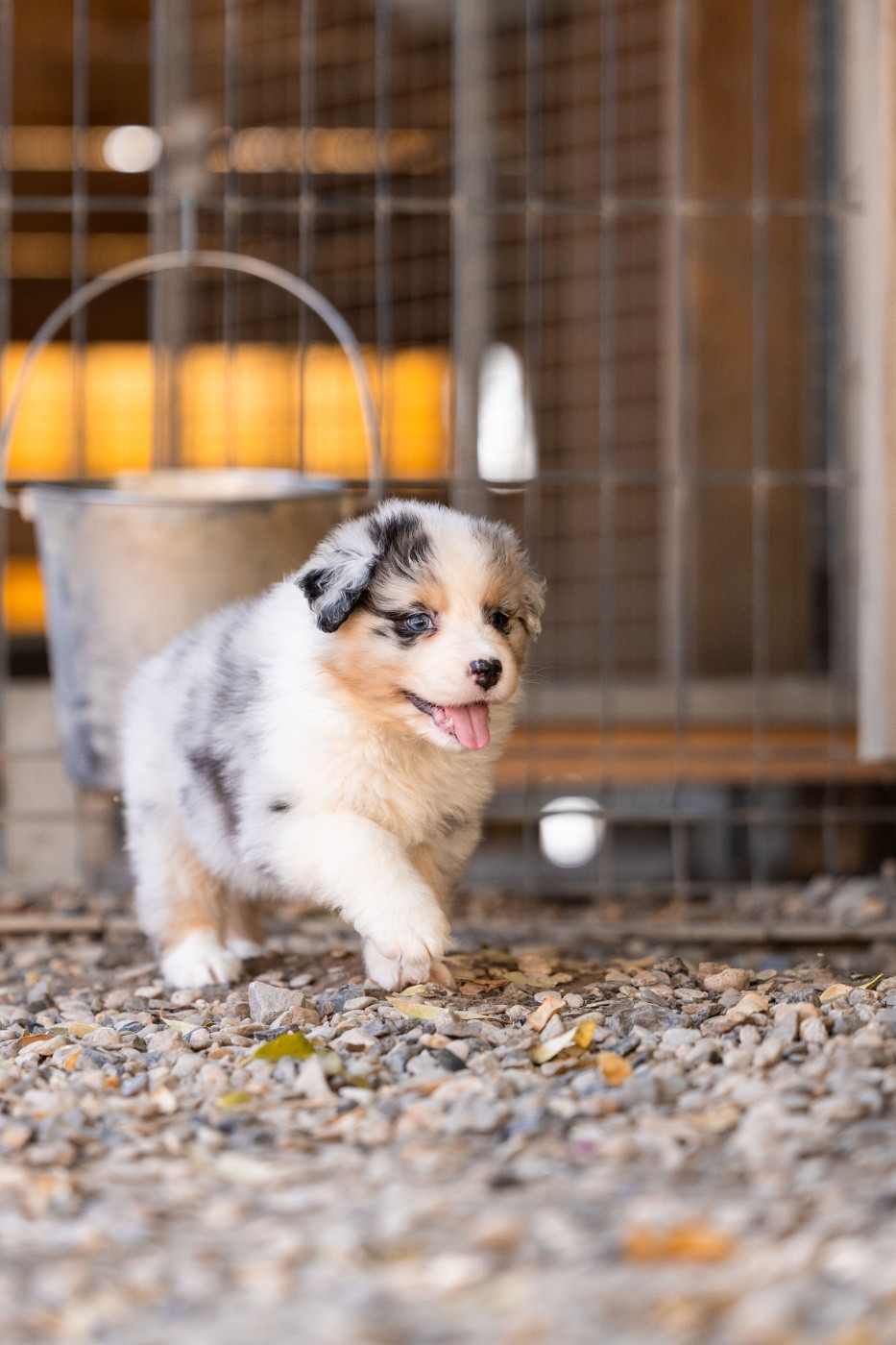 Du Petit Mont D'éden - Chiots disponibles - Berger Australien