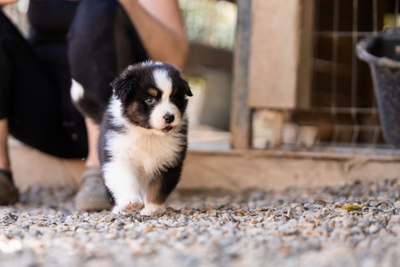 Du Petit Mont D'éden - Chiots disponibles - Berger Australien