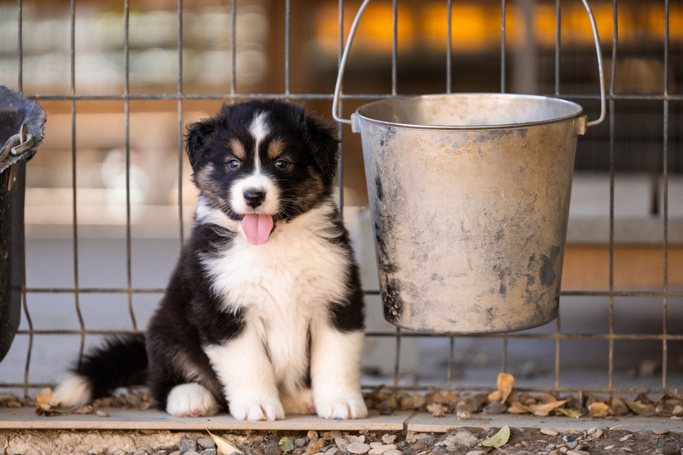 Du Petit Mont D'éden - Chiots disponibles - Berger Australien
