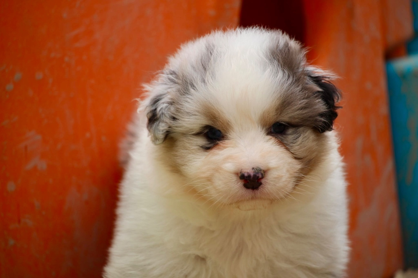 Du Petit Mont D'éden - Chiots disponibles - Berger Australien