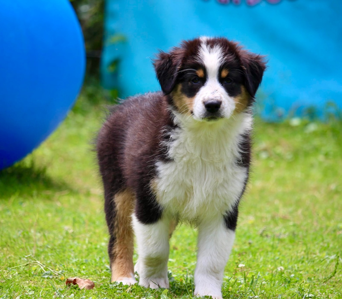Du Petit Mont D'éden - Chiots disponibles - Berger Australien