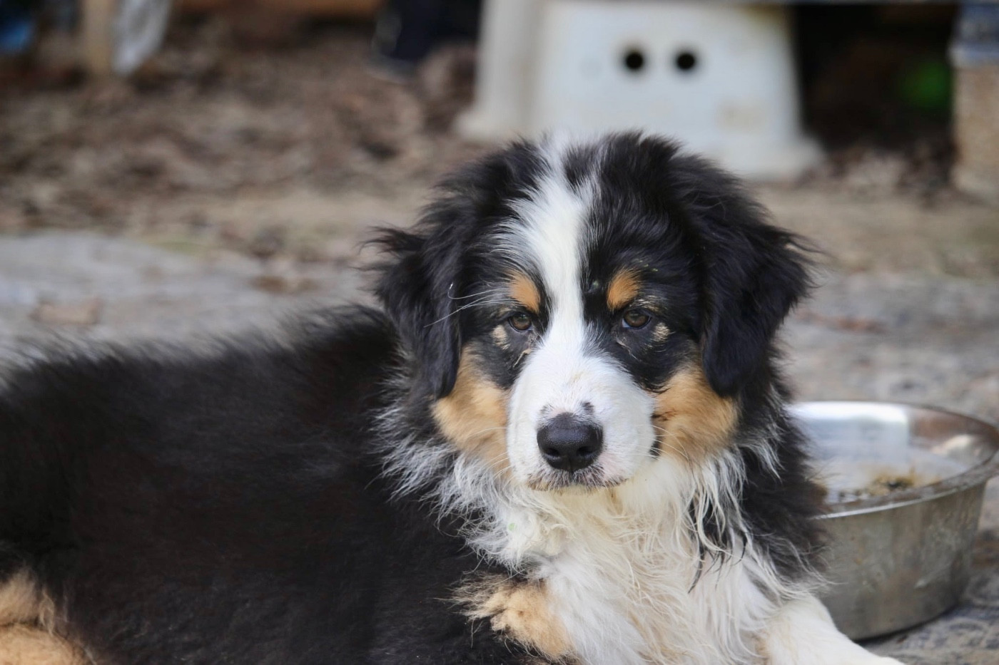 Du Petit Mont D'éden - Chiots disponibles - Berger Australien