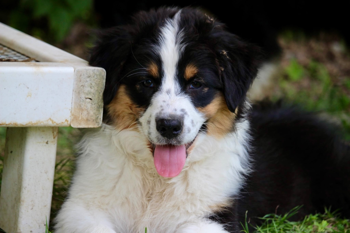 Du Petit Mont D'éden - Chiots disponibles - Berger Australien