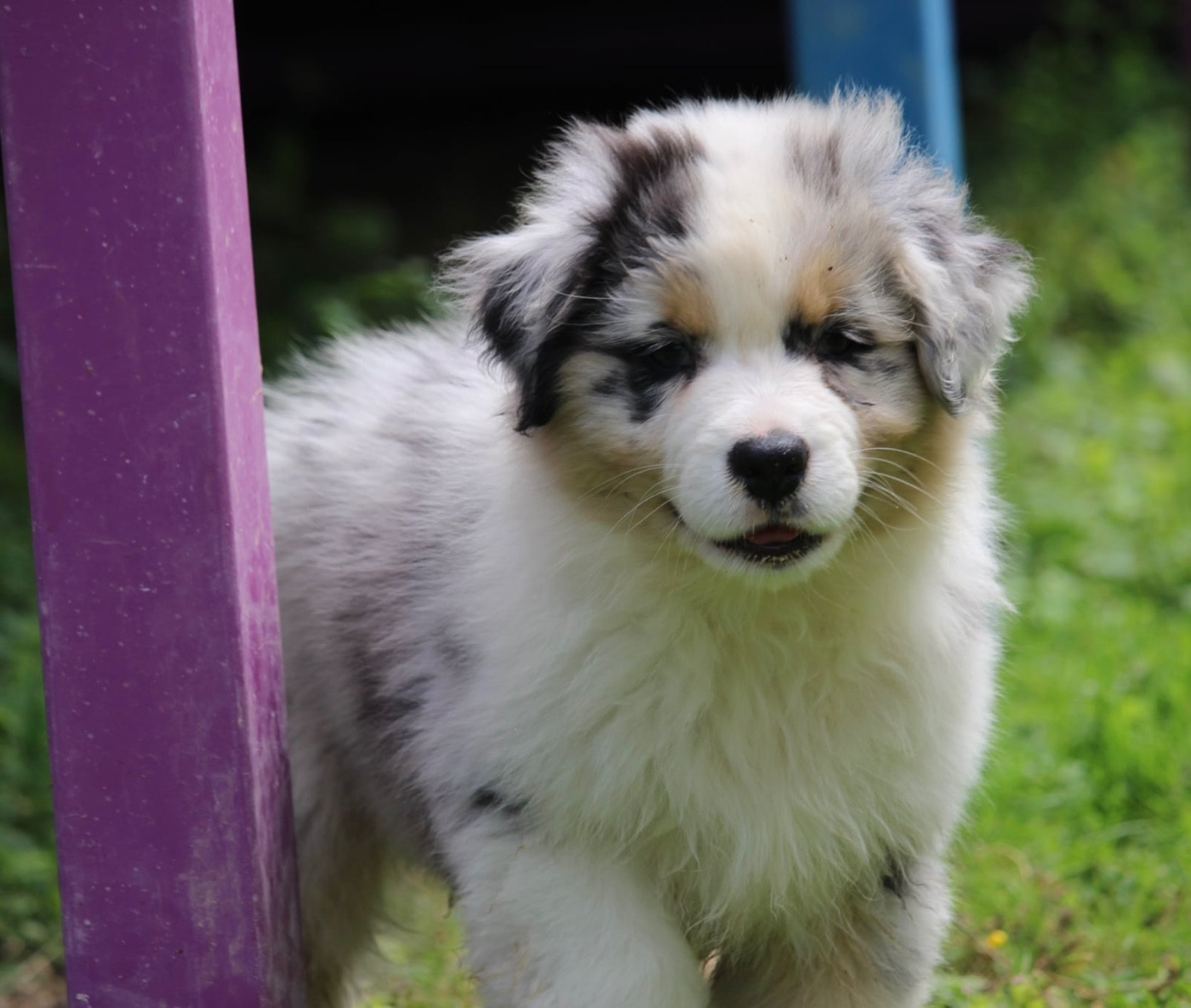 Du Petit Mont D'éden - Chiots disponibles - Berger Australien