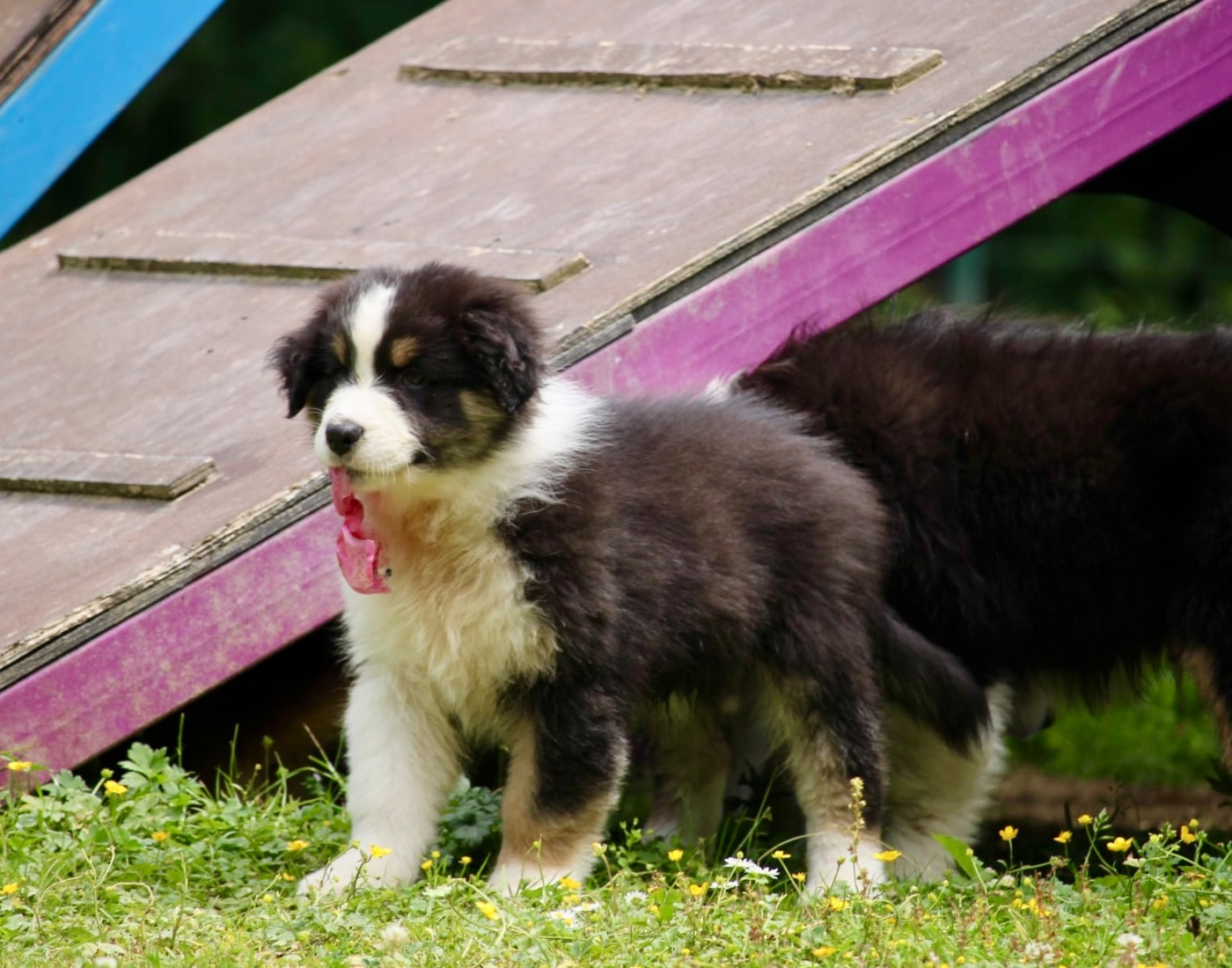 Du Petit Mont D'éden - Chiots disponibles - Berger Australien