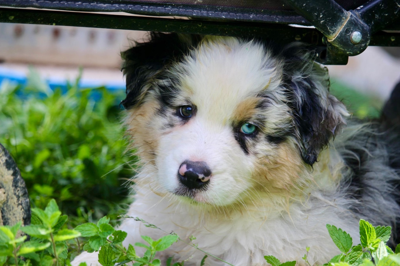 Du Petit Mont D'éden - Chiots disponibles - Berger Australien