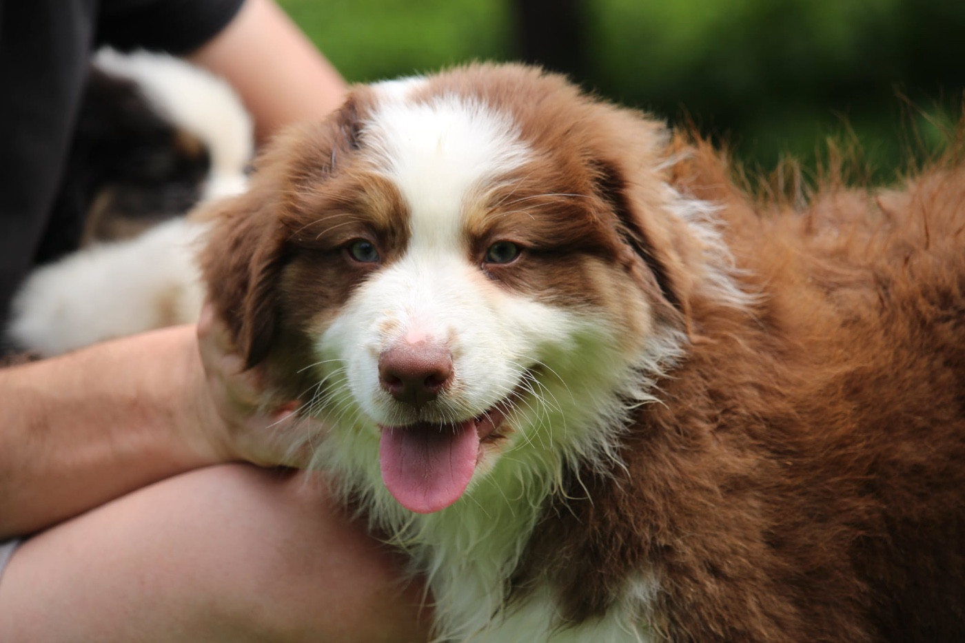 Du Petit Mont D'éden - Chiots disponibles - Berger Australien