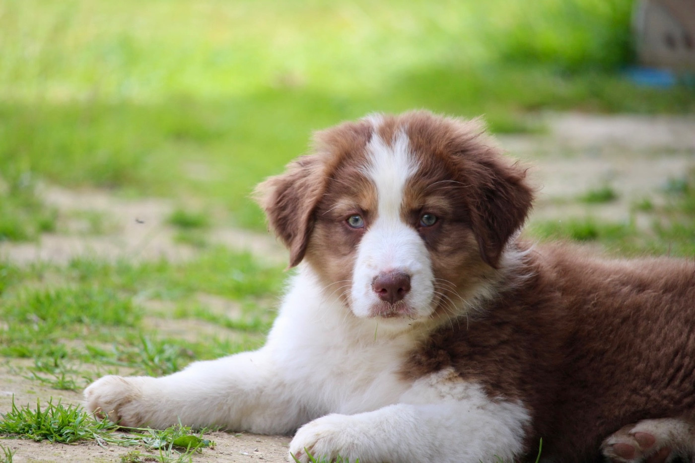 Du Petit Mont D'éden - Chiots disponibles - Berger Australien
