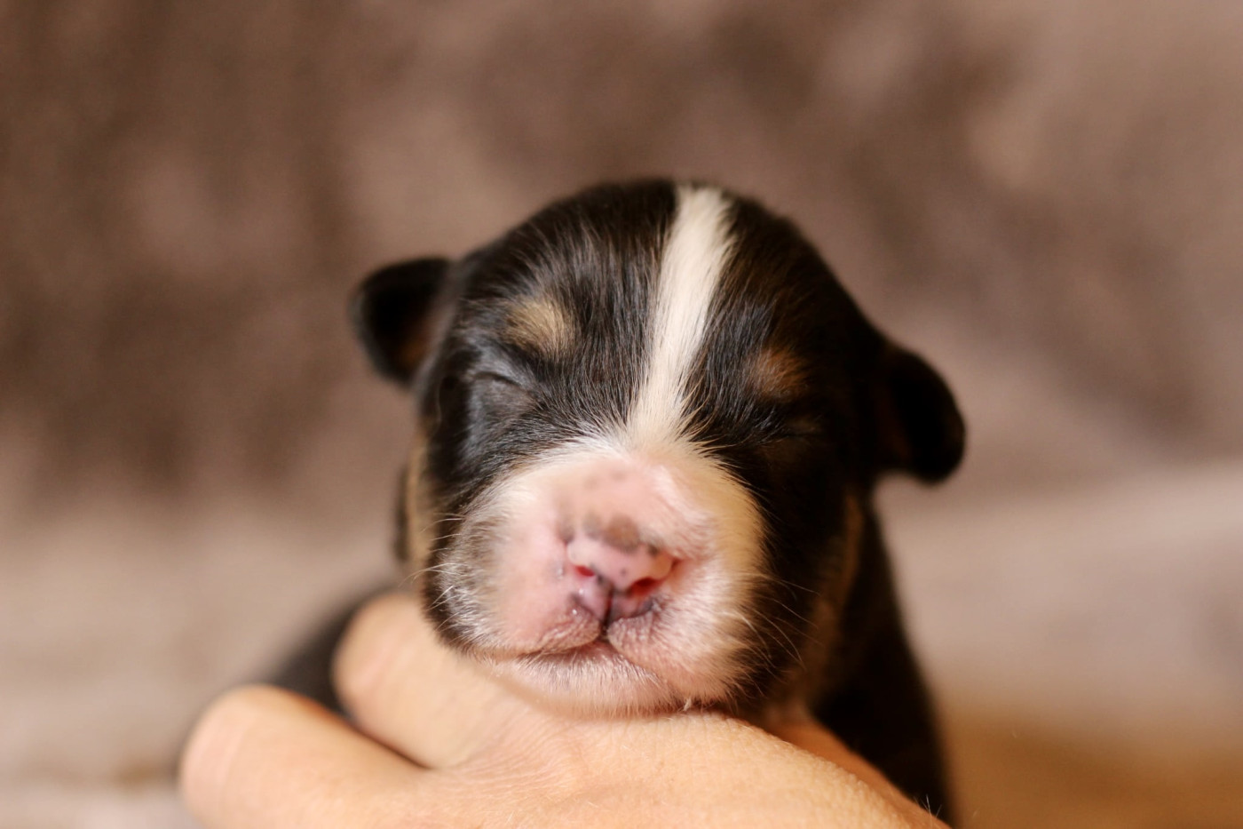 Du Petit Mont D'éden - Chiots disponibles - Berger Australien