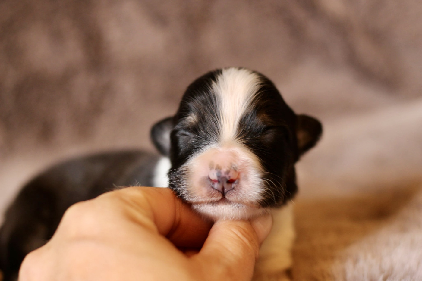 Du Petit Mont D'éden - Chiots disponibles - Berger Australien