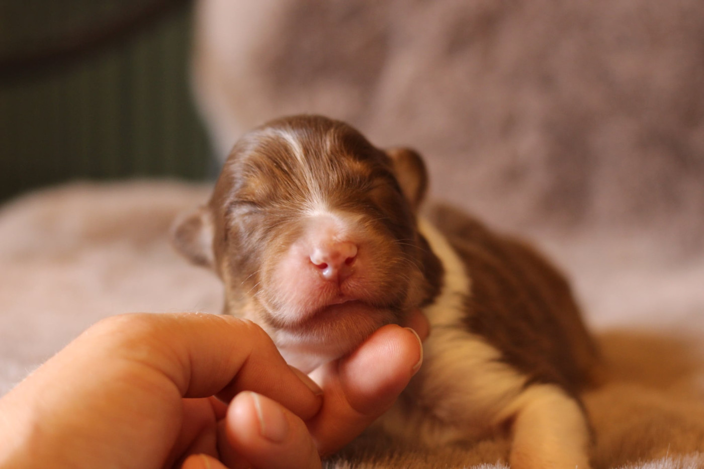 Du Petit Mont D'éden - Chiots disponibles - Berger Australien