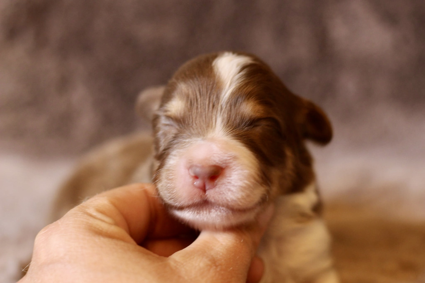 Du Petit Mont D'éden - Chiots disponibles - Berger Australien