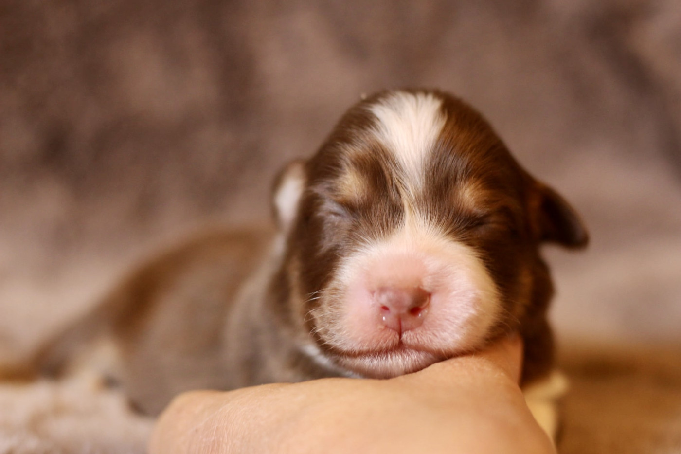 Du Petit Mont D'éden - Chiots disponibles - Berger Australien