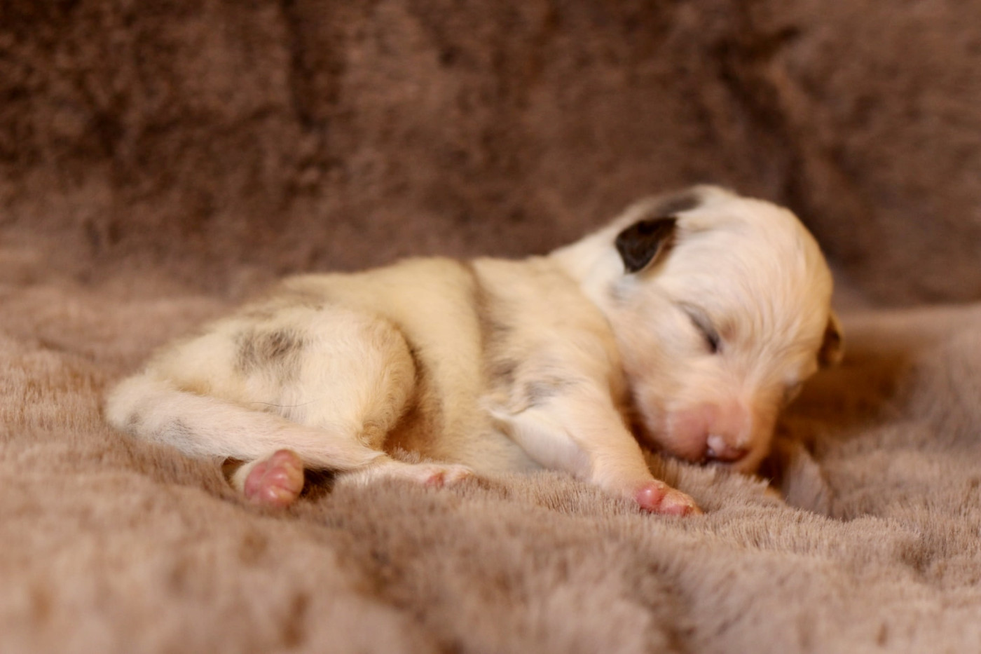 Du Petit Mont D'éden - Chiots disponibles - Berger Australien