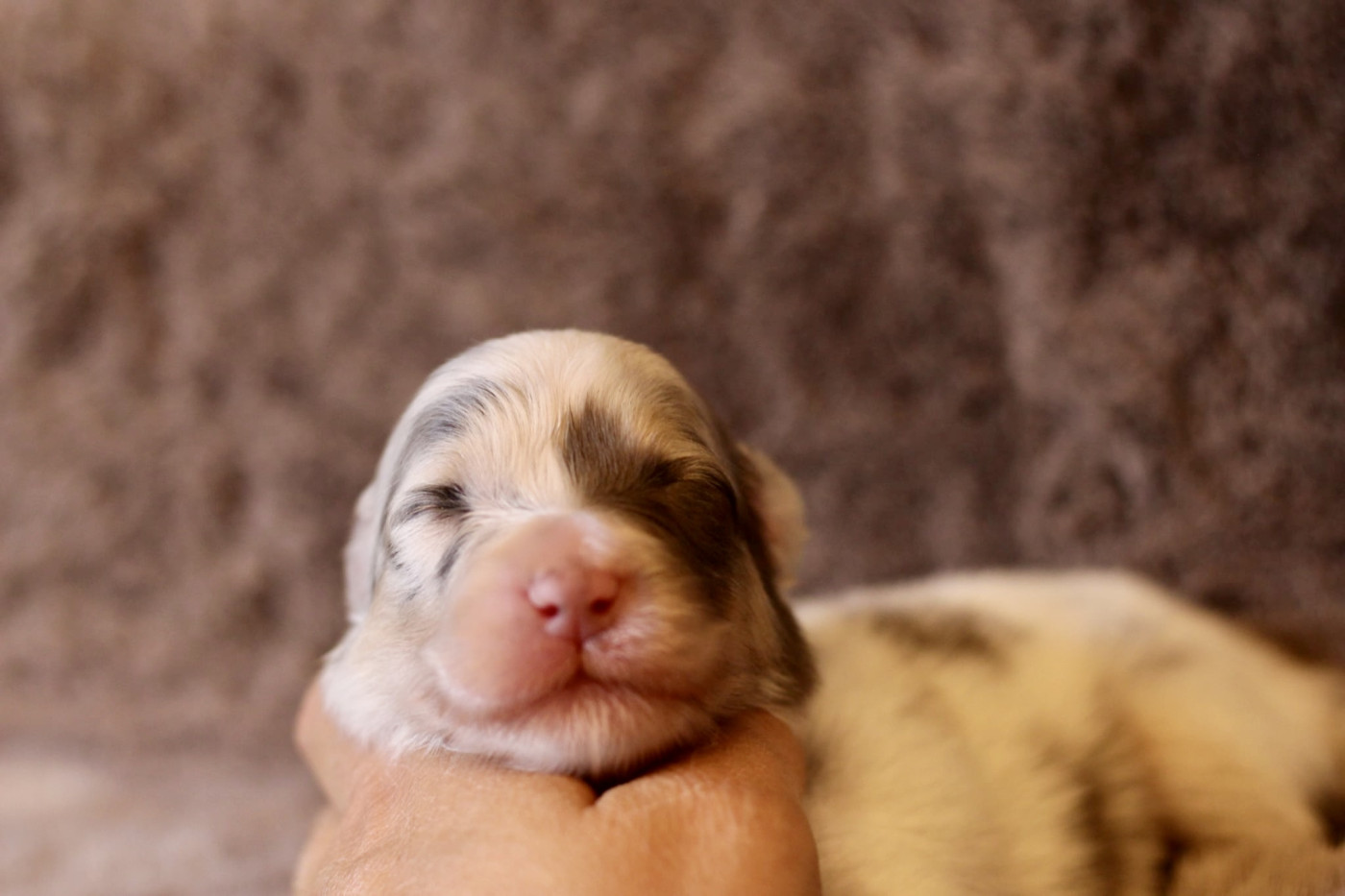 Du Petit Mont D'éden - Chiots disponibles - Berger Australien