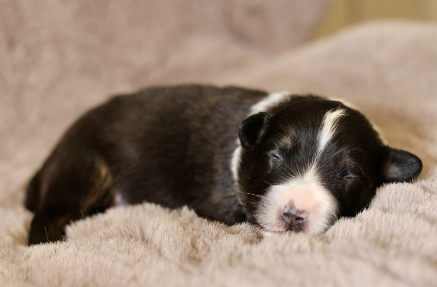 Du Petit Mont D'éden - Chiots disponibles - Berger Australien