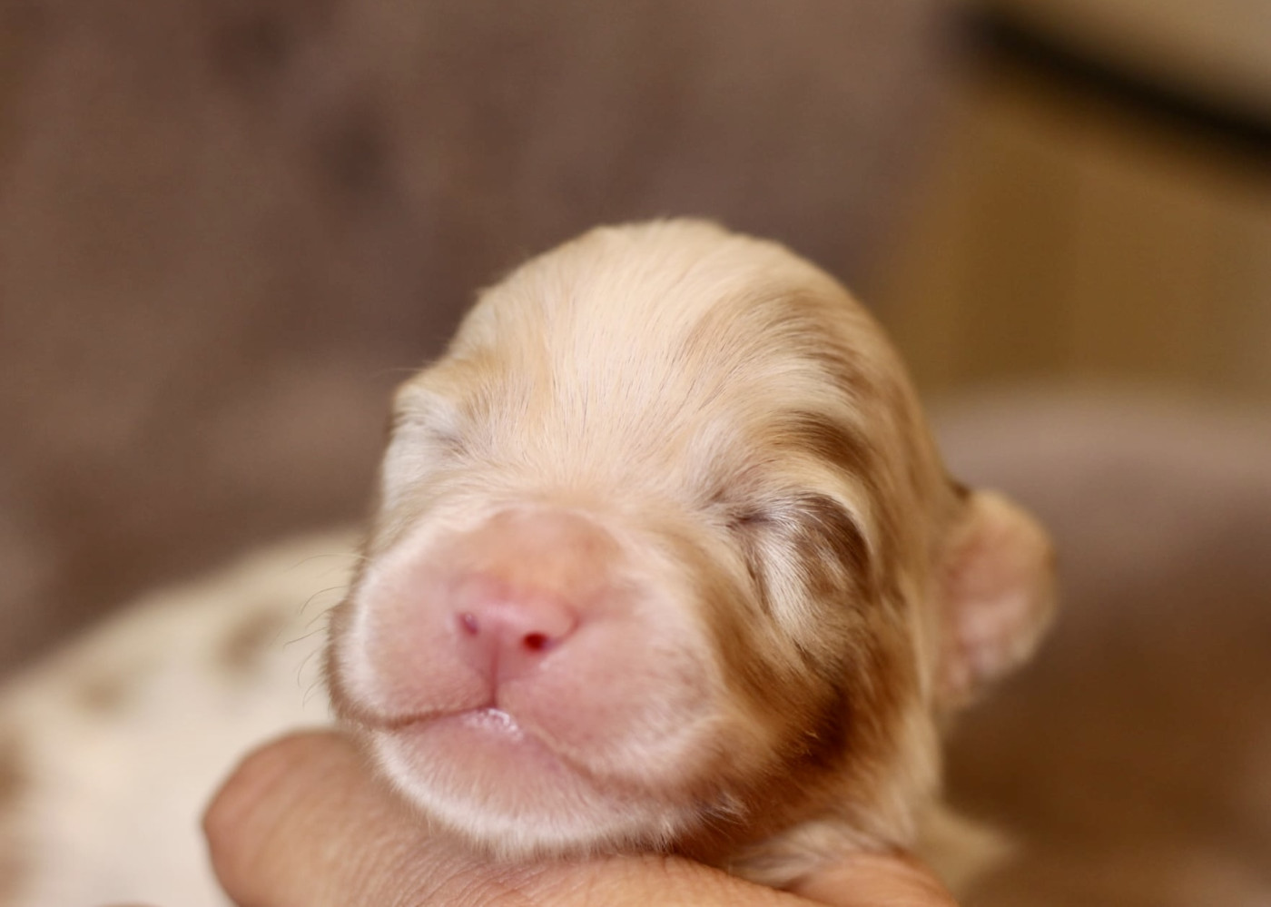 Du Petit Mont D'éden - Chiots disponibles - Berger Australien