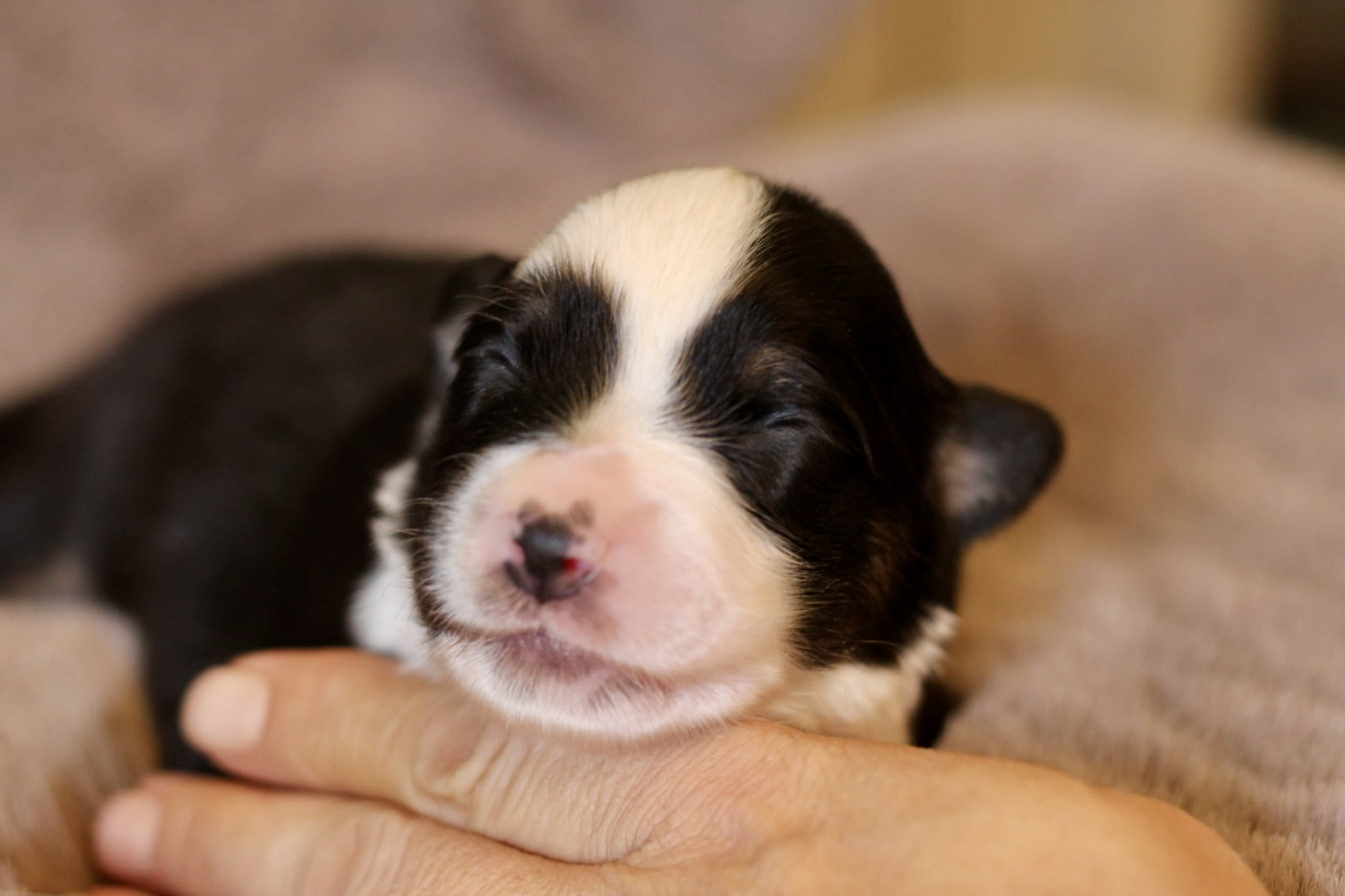 Du Petit Mont D'éden - Chiots disponibles - Berger Australien