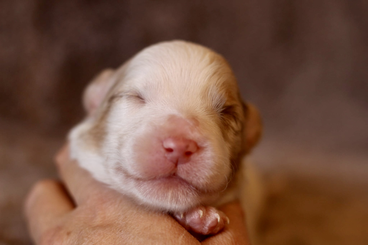 Du Petit Mont D'éden - Chiots disponibles - Berger Australien