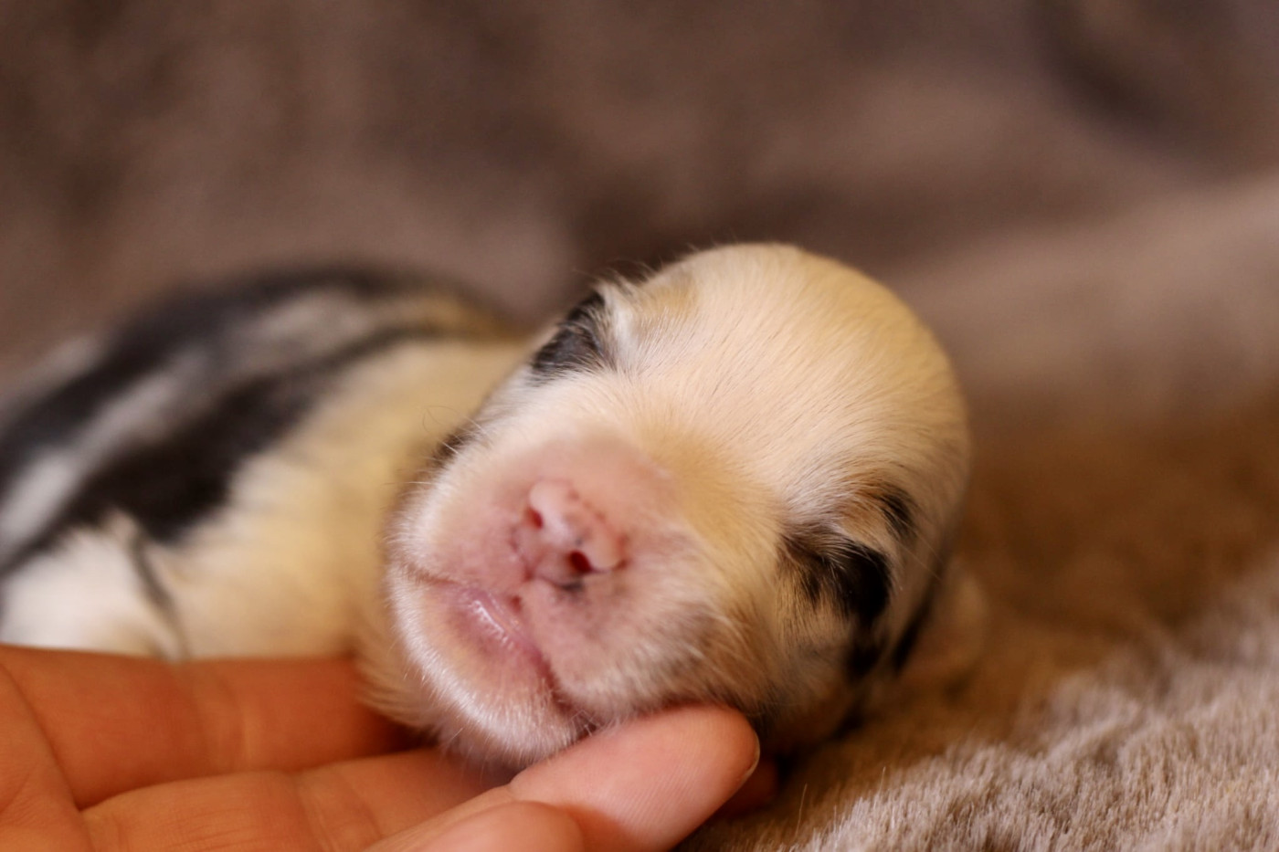 Du Petit Mont D'éden - Chiots disponibles - Berger Australien