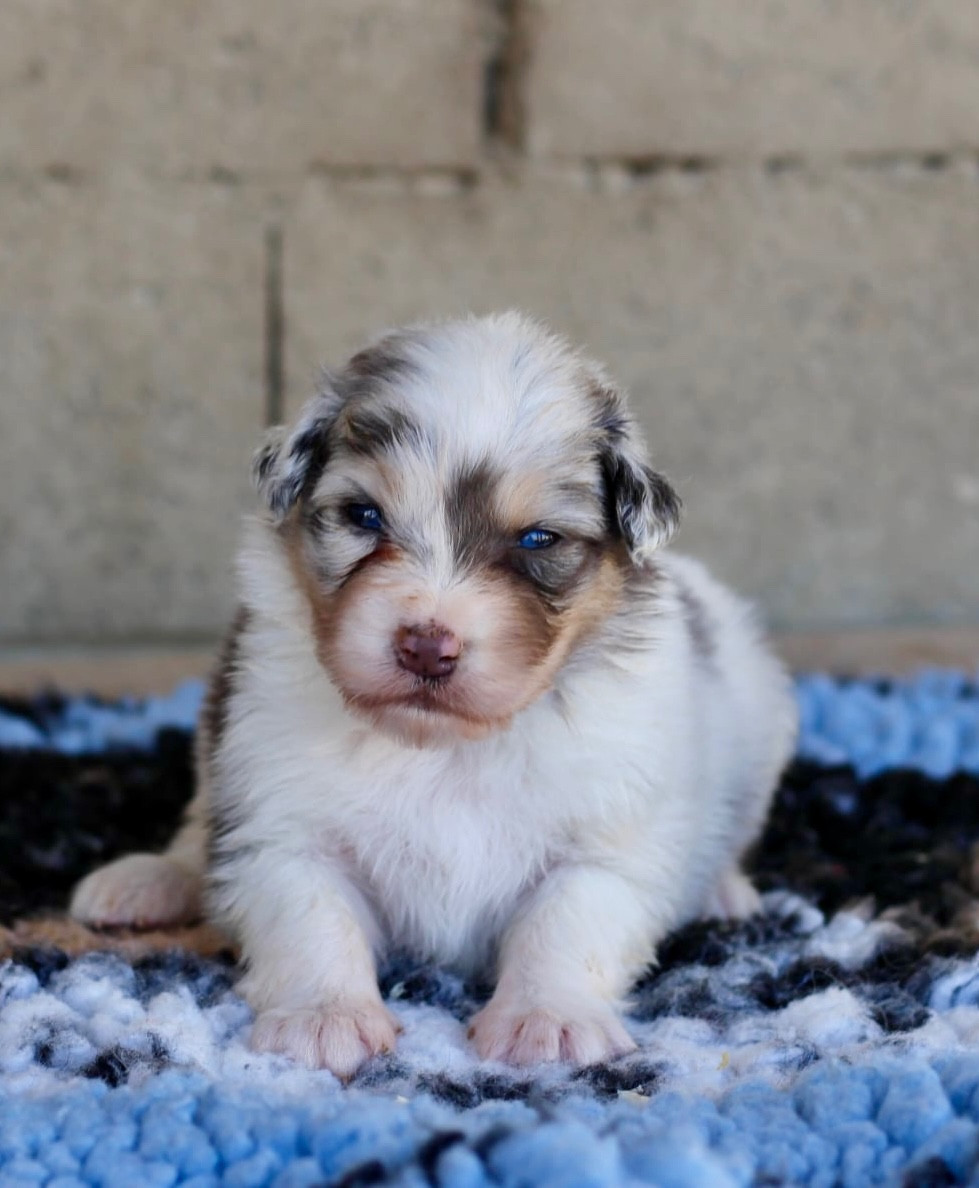 Du Petit Mont D'éden - Chiots disponibles - Berger Australien